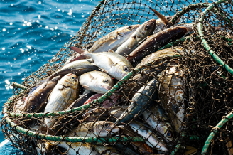 consumo di pesce, benefici e qualche rischio