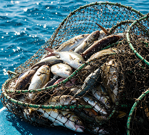 consumo di pesce, benefici e qualche rischio