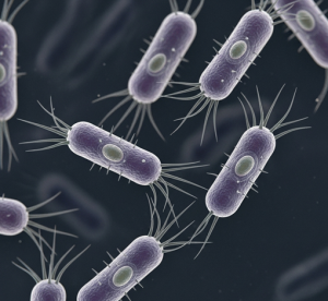 immagine del batterio anaerobio C. botulinum il quale produce una potentissima neurotossina che, se ingerita, causa il botulismo